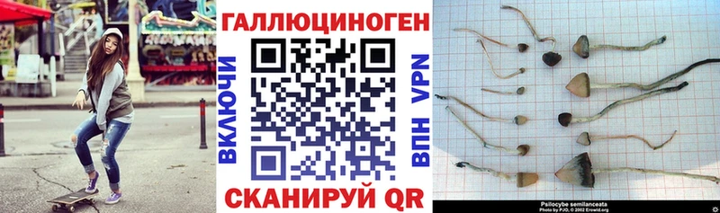 где купить наркоту  Кодинск  Галлюциногенные грибы мицелий 